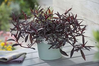 传索尼计划将Decima引擎授权给其他工作室